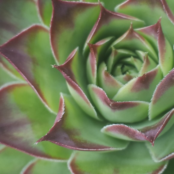 Meet your Posher, Venus - Picture 1 of 1